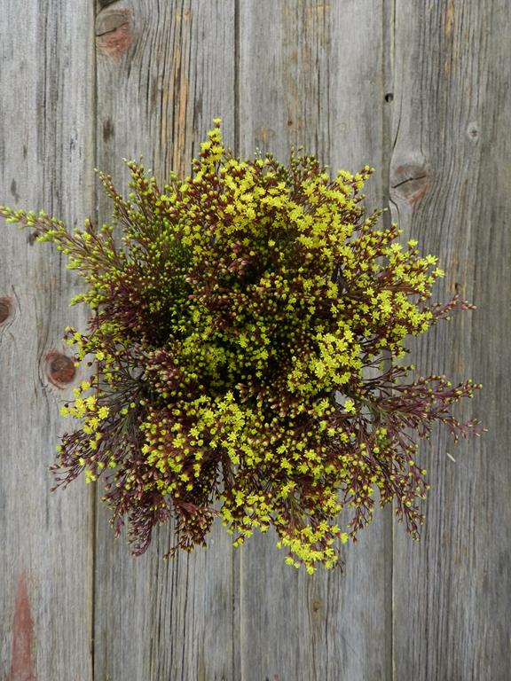  YELLOW SOLIDAGO RED TINTED ASTER